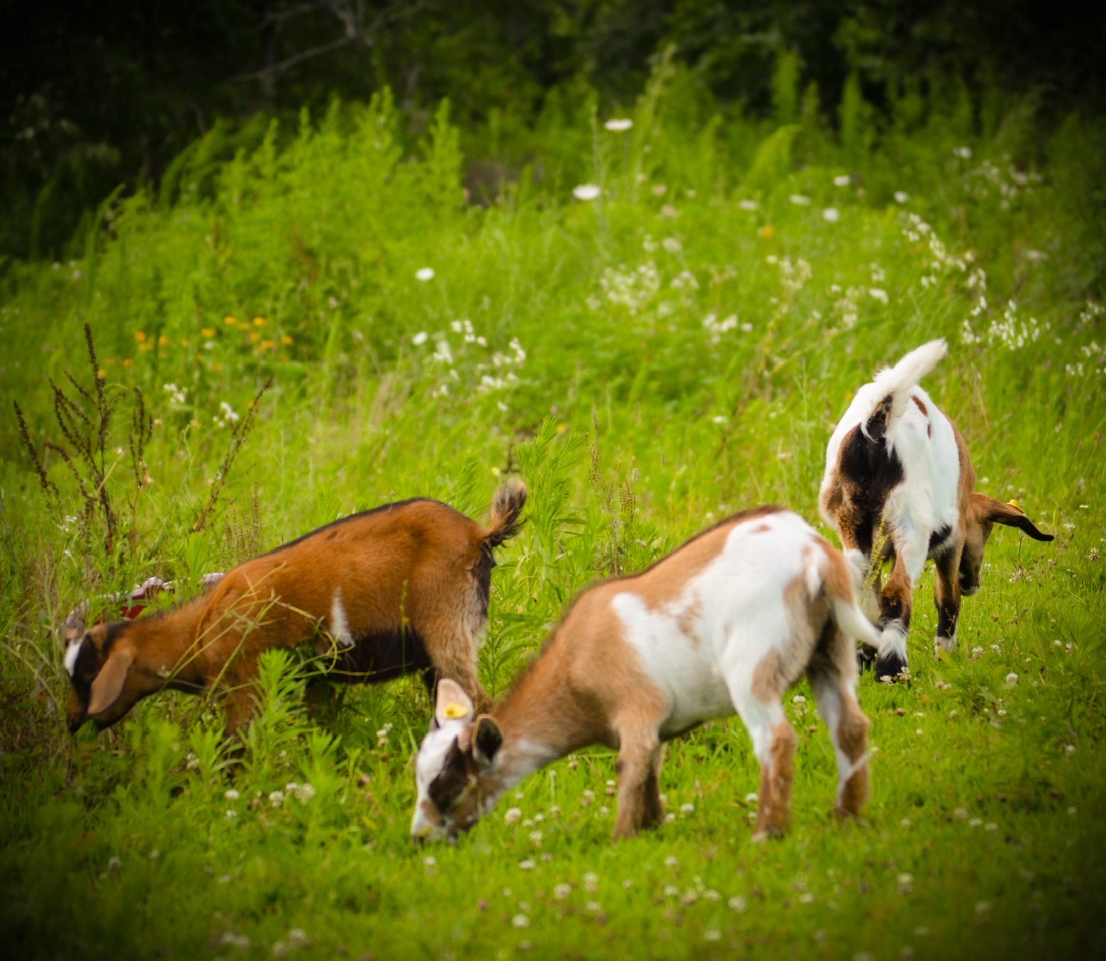 Three baby goats grazing in a wildflower meadow