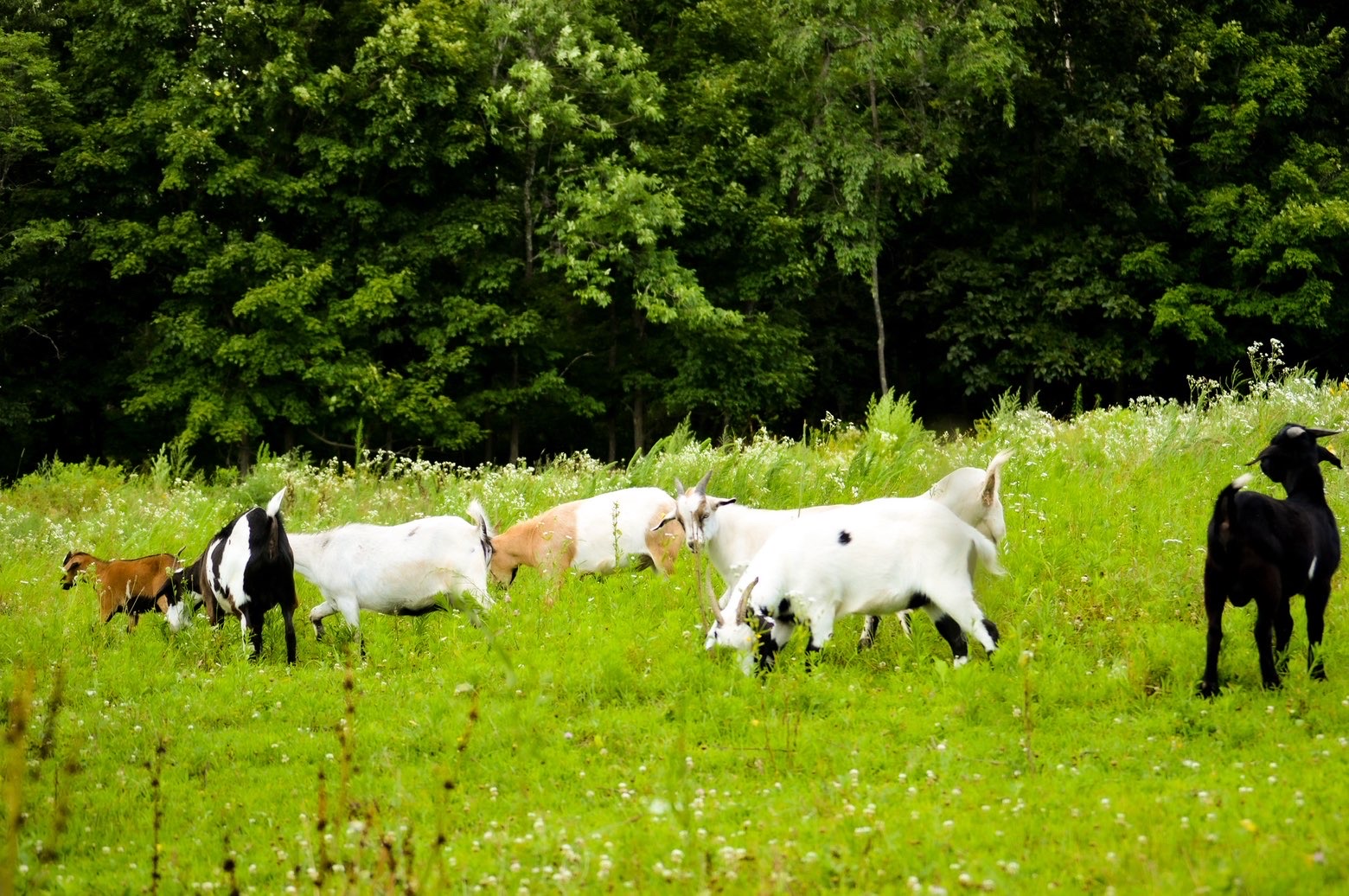Herd of goats grazing in a lush green pasture
