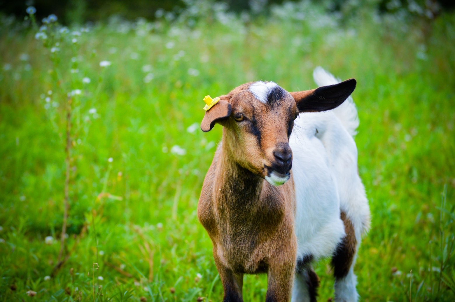 Close-up portrait of a young brown and white goat