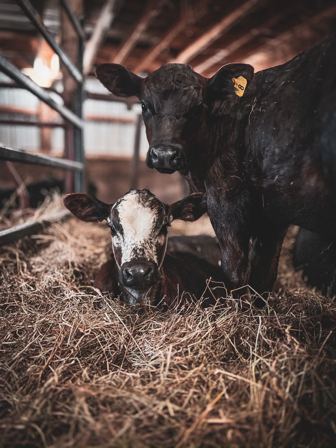 Black cow and newborn calf resting together in a barn