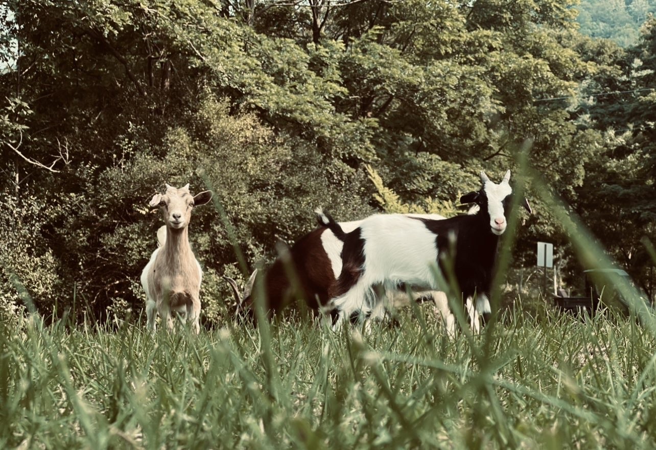 Two goats standing in tall grass looking at the camera