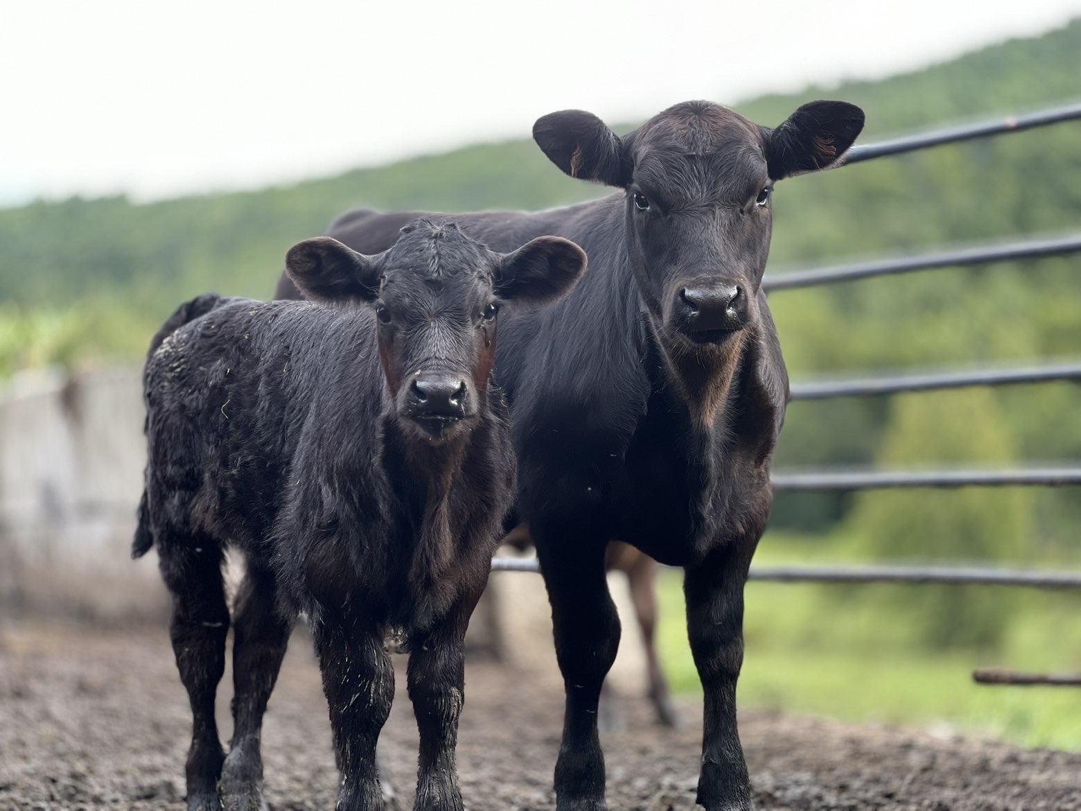 Mama Cow and Baby cow