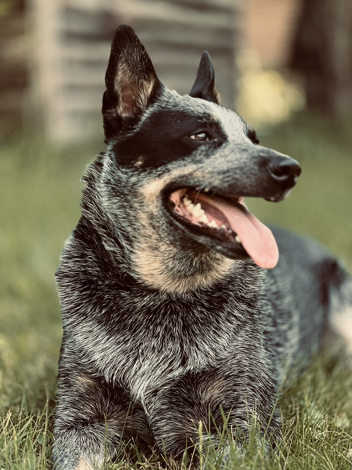 Blue heeler cattle dog relaxing in the sun on the grass