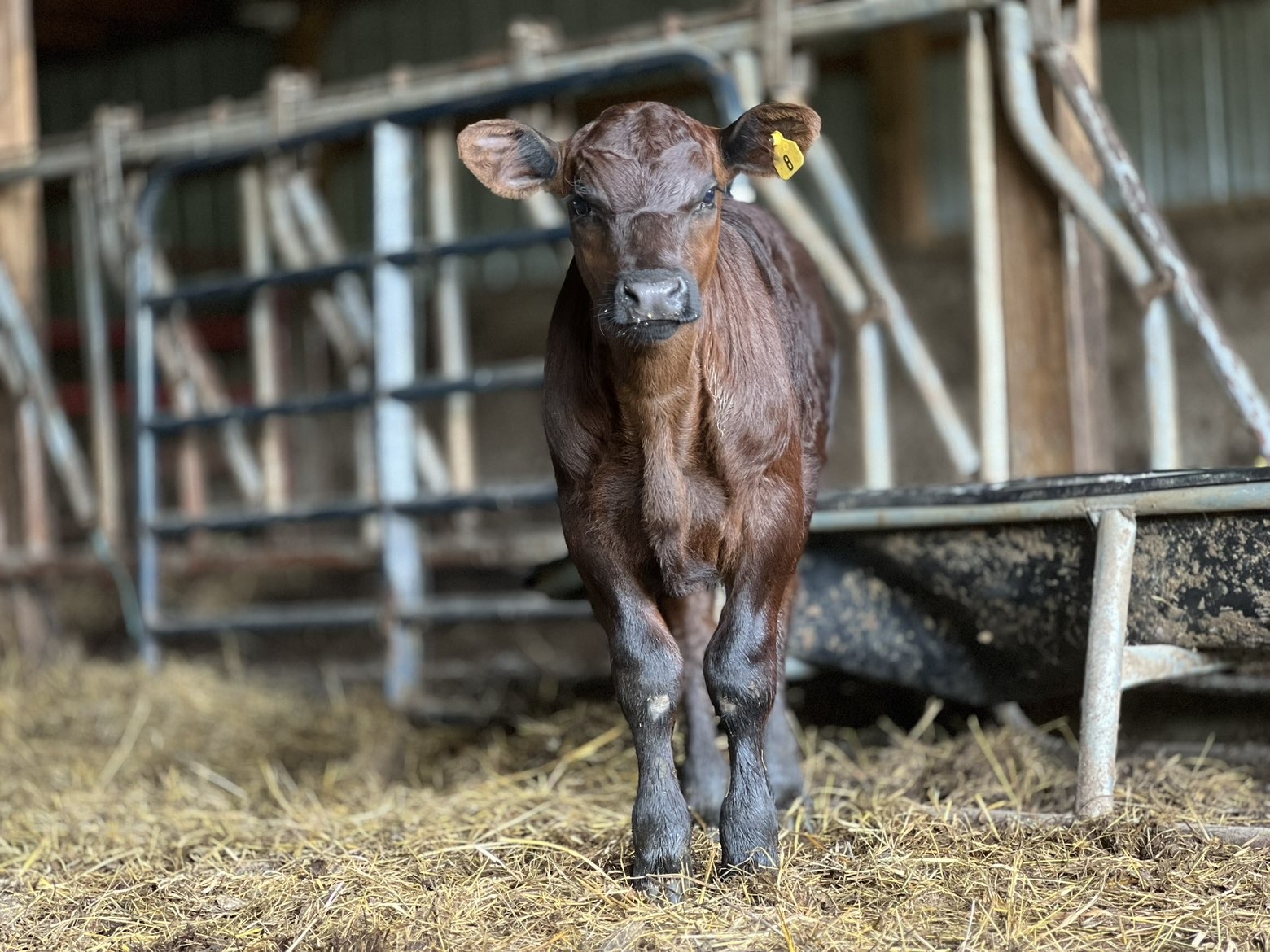 Young red calf walking toward camera in a barn stall